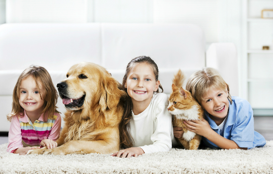 Carpet Cleaning