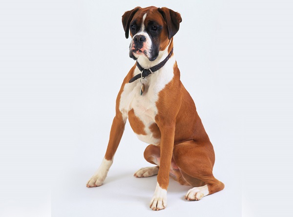 Dog With Collar