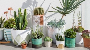 succulent plants