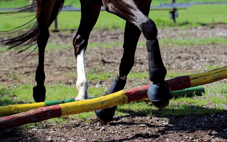 horse-boots