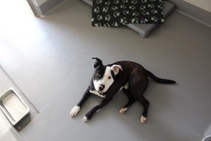 quarantine for dogs coming into Australia