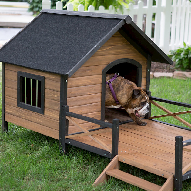 dog inside wooden dog house