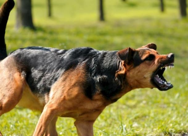 angry and aggresive dog