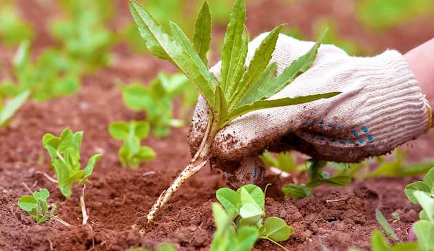 how to reduce weeds in your garden