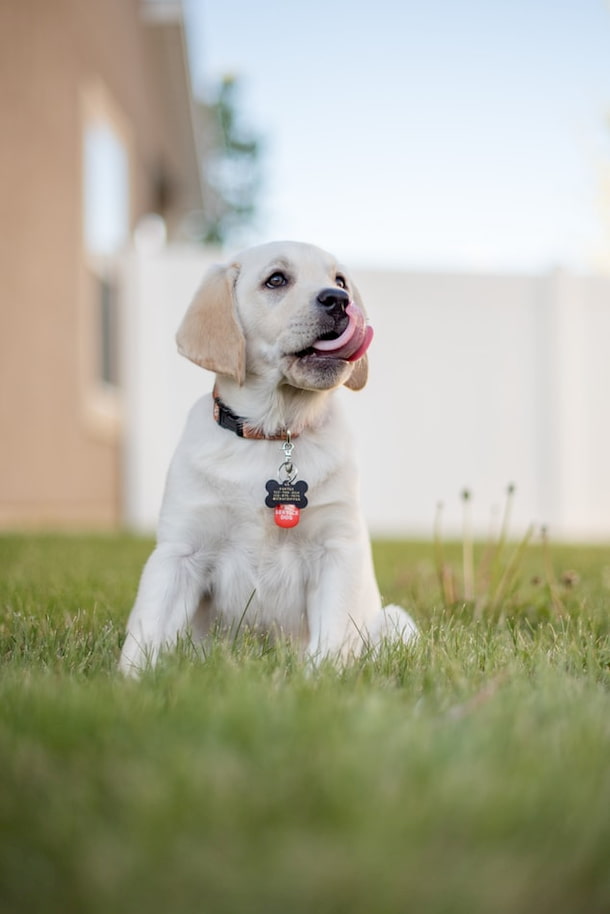 dog collar