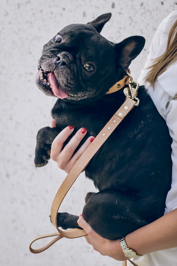 dog leash