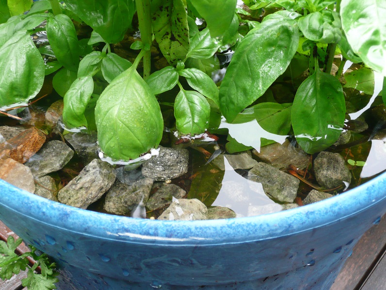 plants with fungal disease