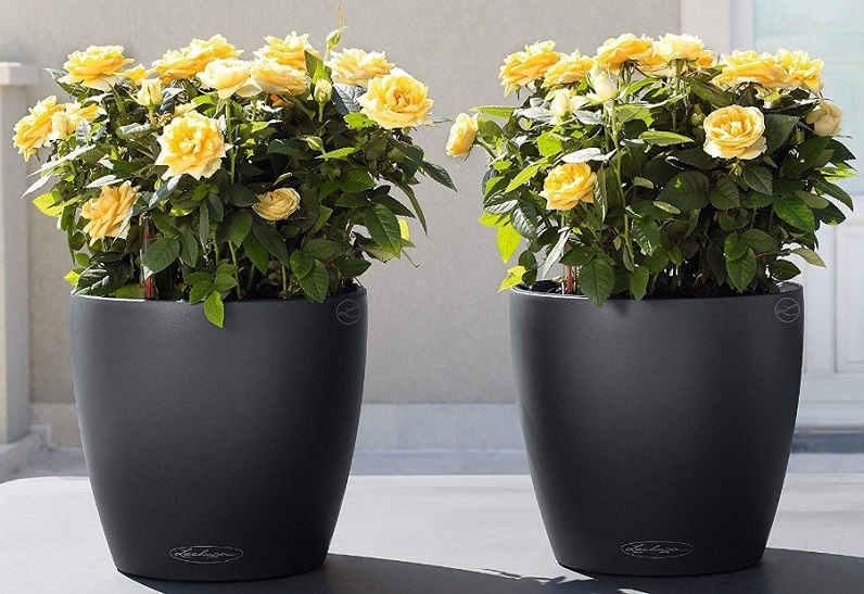 self watering pots