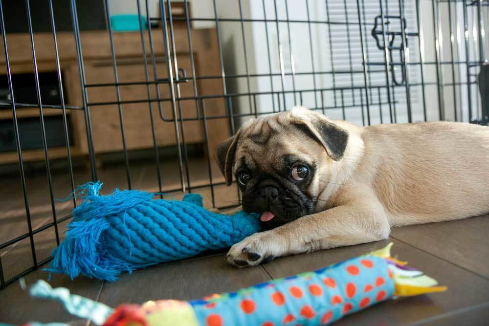 dog pen