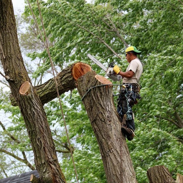 Arborist