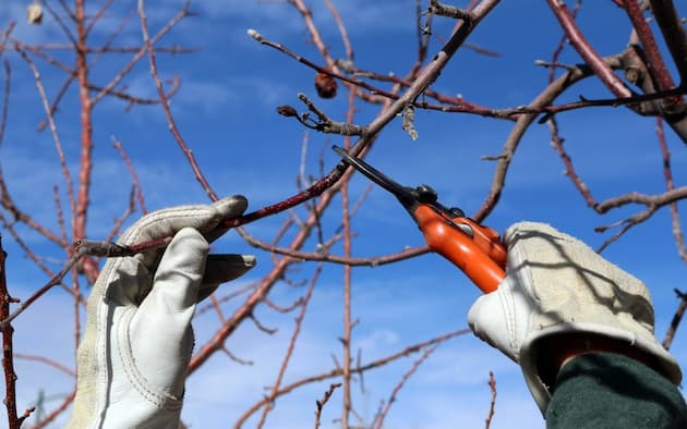 Pruning tree