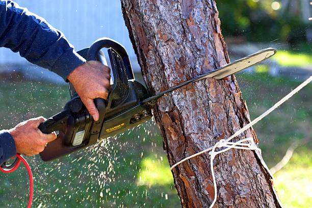 Tree removal