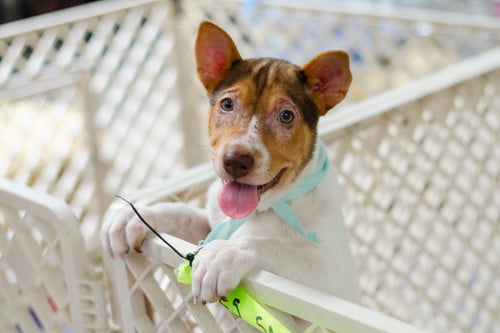 puppy in a dog pen