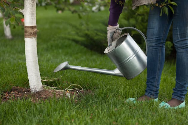 Proper Tree Care