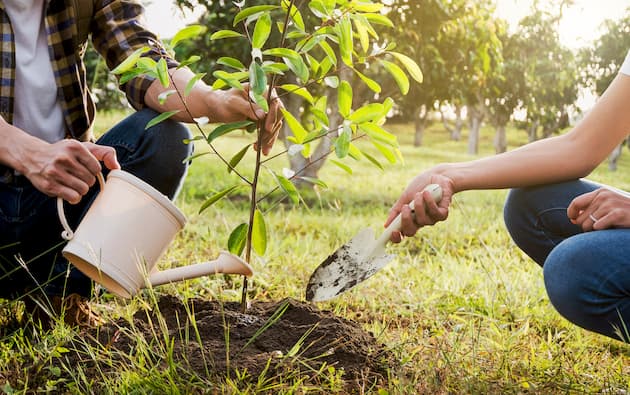 Tree planting