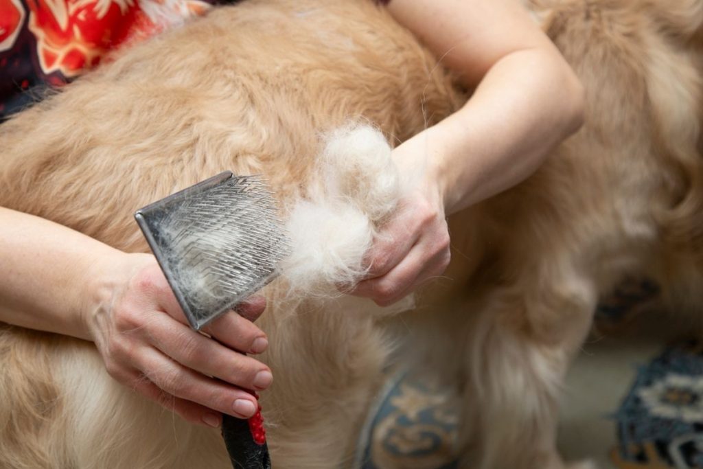 dog grooming brush